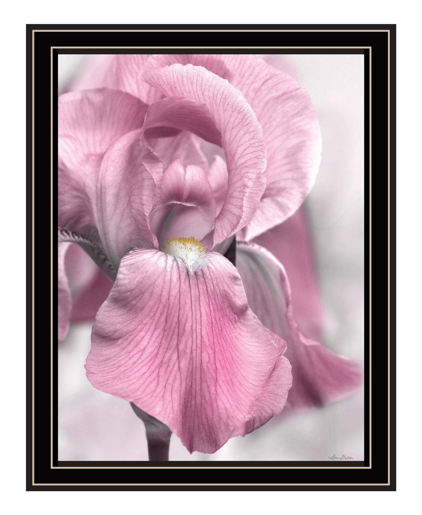 Pink Iris Black Framed Print Wall Art